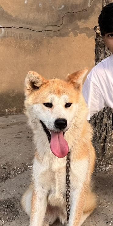xasqi itləri: Akita-inu, 1 il, Dişi — 1