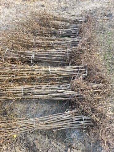 green pharma baku: Məhsul: Şəxsi tingçilik təsərrüfatında yetişdirilən meyvə tingləri — 3