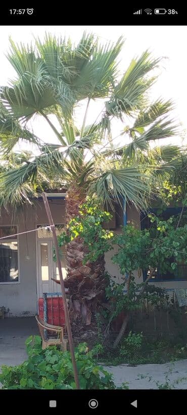 Çöl bitkiləri: Məhsul: Xurma/palma ağacı (fan formalı yarpaqlı, Washingtonia tipli) — 3