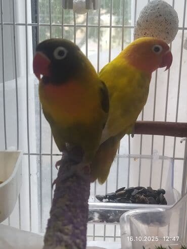 попугай ара цена: Salam, Nerazlucniklər sarı narıncı başlı narıncı quyruqlu cütlər 120 — 5