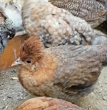 cücə yemi: Toyuq cücələri, Damazlıq — 3