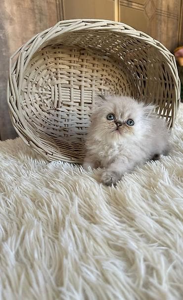 Gəmiricilər: Fars — 4