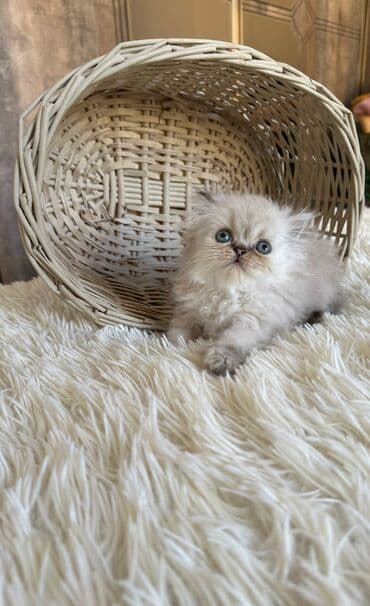 şotlan pişik: Şotland yastı qulaq, Erkək, Dişi, Yaxşı əllərə, Ünvandan götürmə, Pulsuz çatdırılma, Ödənişli çatdırılma — 186