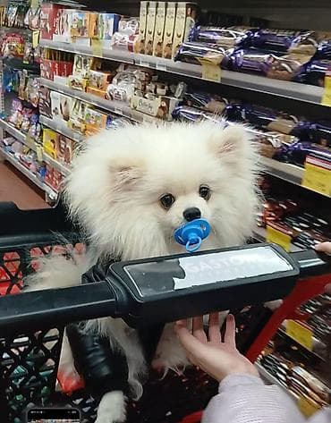 alabaý itleri: Şpitz, 1 il, Erkek, Peyvəndli — 7