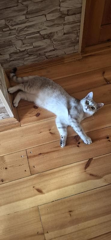 Britan Erkək 5 aylıq sağlam pişikdi vaksini qurd dərməanı olunub.arada