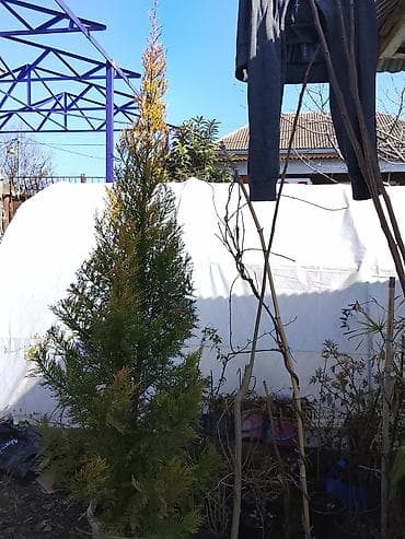 gül və çiçək adları: Bütün Bölgələrə çatdırılma var ətraflı məlumat üçün whatsapp da yaza — 4