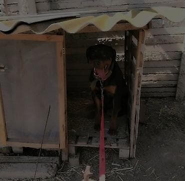limuzin it: Ротвейлер, 11 месяцев, Самец, С прививками, Платная доставка — 2