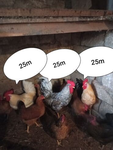 toyuq ucun yem qablari: Salam Aleykum Belə xoruzlar çıxıb satışa 5 xoruz hamsı dolu kök — 4