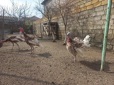 cin bildircin: Hinduşka sürüsü – qəhvəyi-ağ ləkəli rəngdə, iri bədən quruluşlu — 5