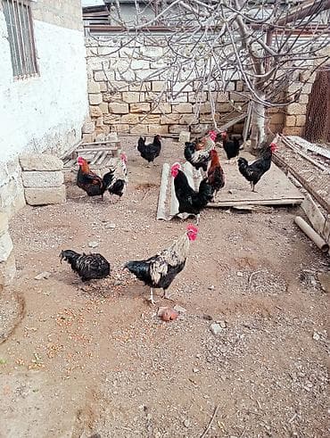 Pişiklər: Qara xoruzdan başqa bütün xoruzlar satılır.qiymət 15 azn — 1