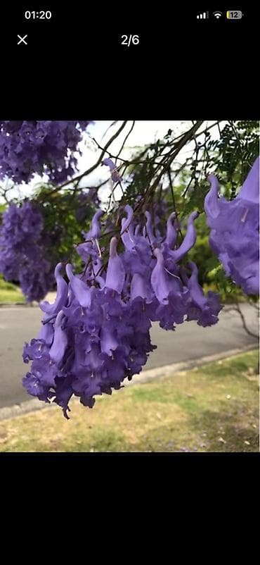 agac tingleri: Jakaranda (Jacaranda mimosifolia) tingləri satılır 🌿 Sağlam və — 4