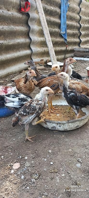 quba heyvan satışı: Təmiz qan daş pipik və badam pipik heyratı fərə və beçələr.Unvan — 2