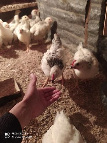 Toyuq cücələri, Ətlik