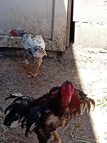 afcarka satilir: Xoruz, il: <1, Ünvandan götürmə — 2