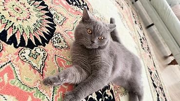 siam pişiyi: Britan — 2