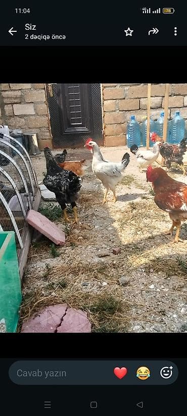 baliq akvarium satisi: Salam 3eded 6-7 ayliq xoruz.3xoruz 35manata. elave olaraq bildircin ve — 1