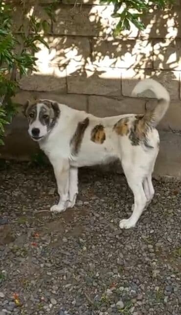 Qurdbasar, 11 ay, Erkek, Peyvəndli, Ödənişli çatdırılma