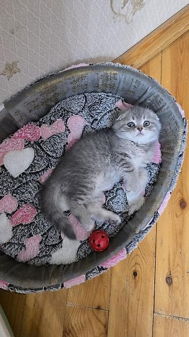 pisik latoku: Şotland — 2