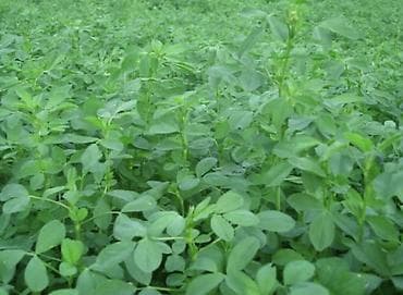 Букетные цветы: Bluemoon yonca toxumu İtalya istehsalıdır 20-22 gün peryodu ilə — 3