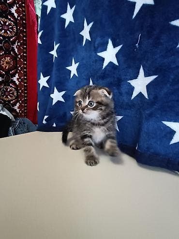 pişik ev: Şotland, Ünvandan götürmə — 2