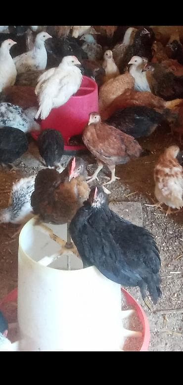 avstrolop cücələri: Toyuq cücələri, Damazlıq — 5