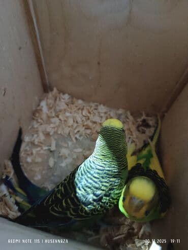 ana arı satışı: Bala veren cüt papuqay satılır cütü 30 m — 4