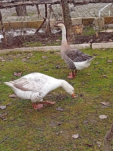 pedigree it yemi: Dişi, Damazlıq — 2