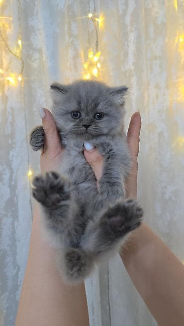 iri buynuzlu heyvan: Boz tüklü balaca pişik balası - Cinsə bənzər: uzun tüklü, yumşaq və — 5