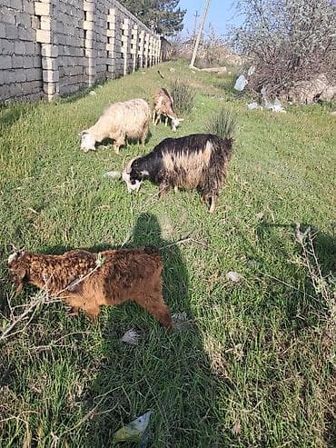 Disi keci balasi erkeydi