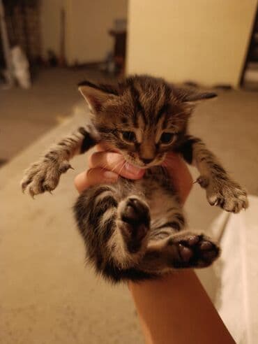 Tabbi, Yaxşı əllərə