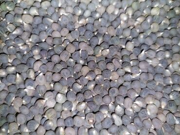 qanqal toxumunun faydaları: Yalnız lalafoda və whhatsapp'da mesaj yazanlara cavab veriləcək.! İş — 3