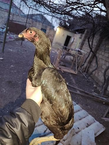 Другие с/х животные: Куриные цыплята, Для разведения — 3