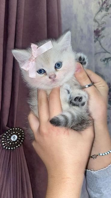 Heyvanlar üçün mallar: Britan — 2