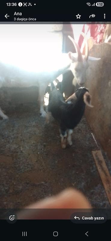 Keçilər, çəpişlər: Salam sanini keçi satilir 2ci qarin doğan heyvandi balasi satmişam bu — 3