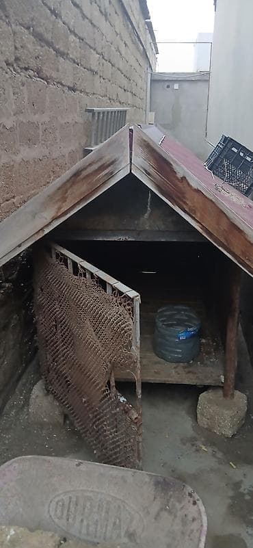 kreditle heyvan satisi: Alman çoban iti — 8