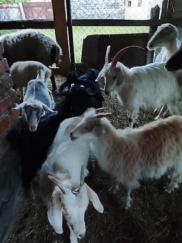 balaca dana: Zaqatalada qurbanlıq ücuntoxlular qoçlar və birdə görduyunuzkeçilər — 5