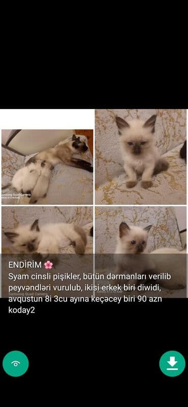 şinşilla pişik: Самец, Самовывоз — 6