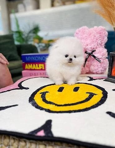 2 ay, Dişi, Sənədli, Ünvandan götürmə