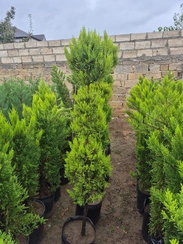 həmişə yaşıl bitkilər: Bağ və landşaft üçün iynəyarpaqlı dekorativ bitkilər - Thuja — 27