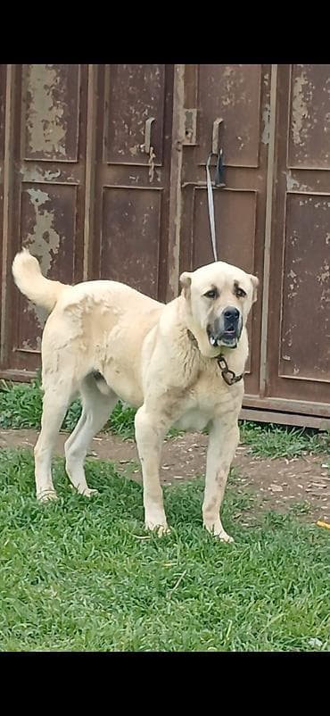 i̇tlər: Qurdbasar, 2 il, Erkek, Peyvəndli, Ödənişli çatdırılma — 6