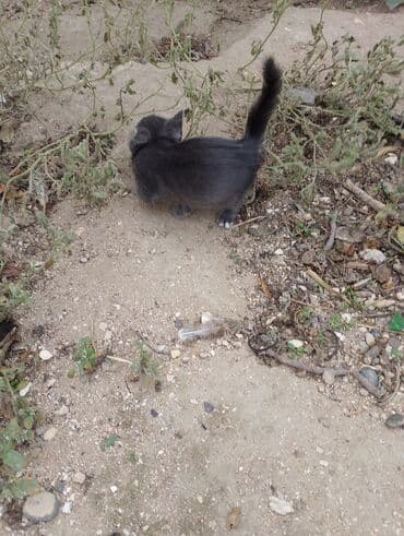 где можно купить котенка: Yaxşı əllərə — 4