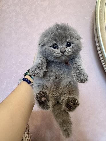 pisik balasi: Scottish fold balasi miwka satiwda. deqiq alici yazsin — 3