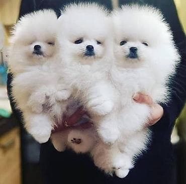 Şpitz, 2 ay, Erkek, Sənədli, Ünvandan götürmə