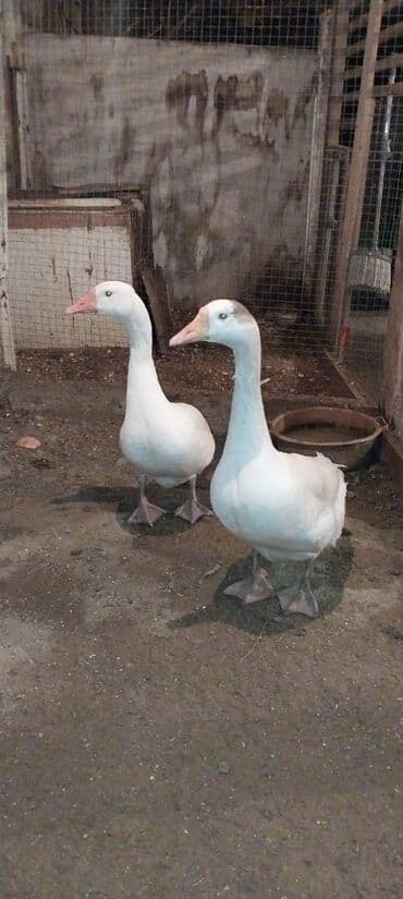 Hinduşka: 2dene qaz satilir 2side dişisi yumurtlayir ünvan Maştağa qiymət 100azn — 1