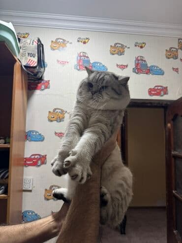 Iran Khodro: Britan — 16