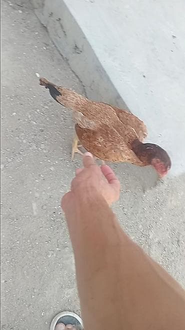 cücə: Toyuq, Yumurtalıq — 2