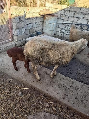 Təmiz qaradolaq sortu yanı balalı qoyun satılır. Balası erkəkdi. Tam lalafo.az -da Təmiz qaradolaq sortu yanı balalı qoyun satılır. Balası erkəkdi. Tam