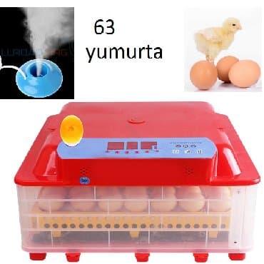 Çin, Fabrik istehsalı, Tam avtomat, Bütün növ quşlaq üçün