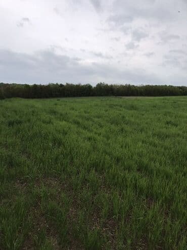 xacmazda torpaq: 128 соток, Для сельского хозяйства, Купчая — 2