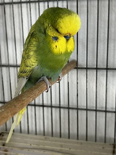 avstralop xoruz: Çexler temiz qan Vannisti axtaranlar veya cütü 40 manata cex — 3